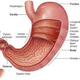 Illustration for article titled Obat Maag Kronis Tradisional Paling Ampuhem/em